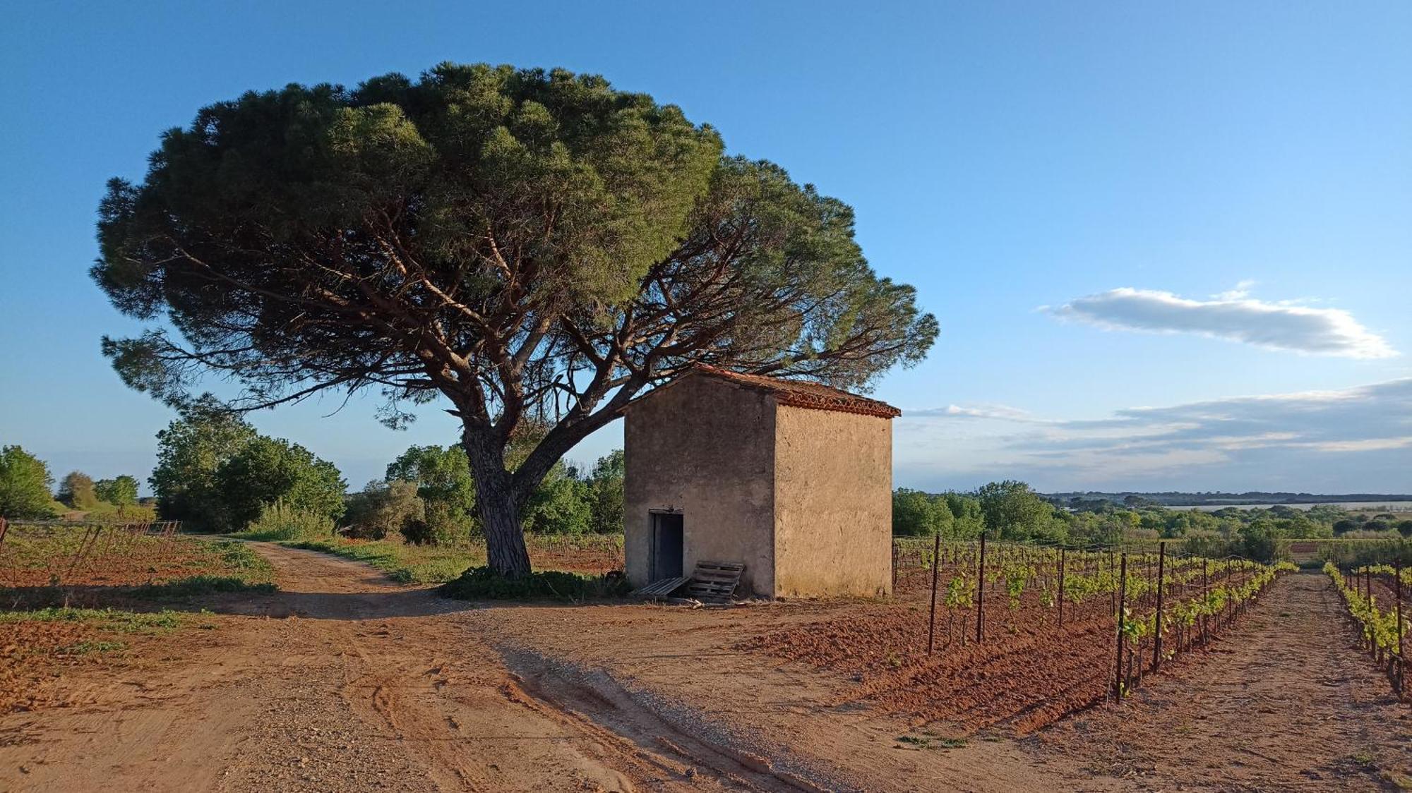 Villa Pays D'Oc Béziers Dış mekan fotoğraf